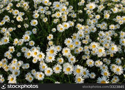 Meadow covered with flowers camomile in the middle of summer.
