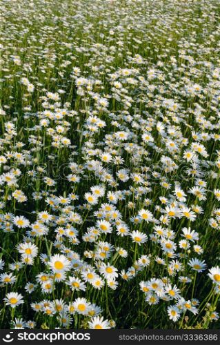 Meadow covered with flowers camomile in the middle of summer.