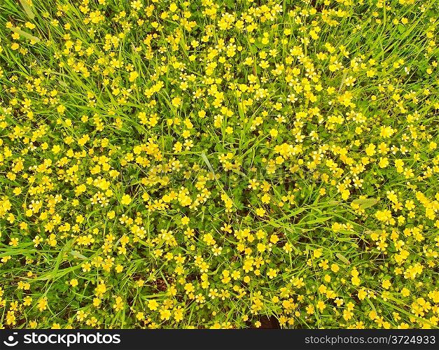 Meadow covered with lots of wild yellow flowers