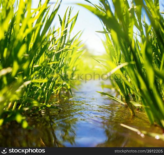 Meadow creek with green grass, summer, close up photo