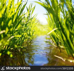 Meadow creek with green grass, summer, close up photo