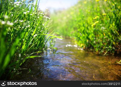 Meadow creek with green grass, summer, close up photo