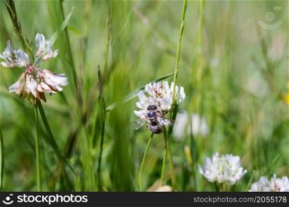 Meadow flower and a bee. An insect in a flower. White clover.. An insect in a flower. White clover. Meadow flower and a bee.