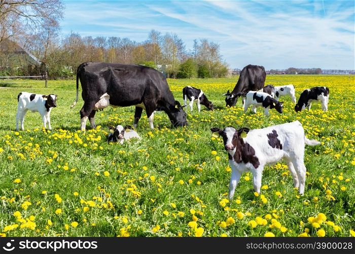 Meadow full of dandelions with grazing cows and newborn calves in spring season
