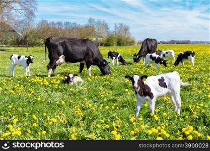 Meadow full of dandelions with grazing cows and newborn calves in spring season