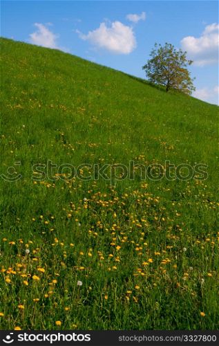 Meadow full of dandelions with single tree