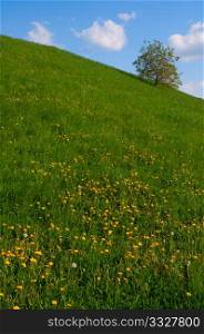 Meadow full of dandelions with single tree