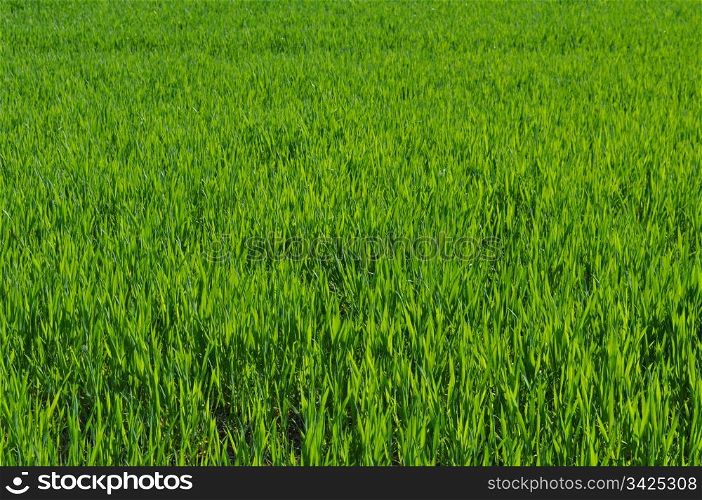 Meadow grass. Green grass in meadow or lawn useful as a background