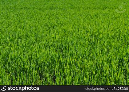 Meadow grass. Green grass in meadow or lawn useful as a background