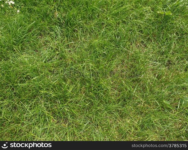 Meadow grass. Green grass meadow or lawn useful as a background