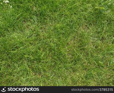 Meadow grass. Green grass meadow or lawn useful as a background