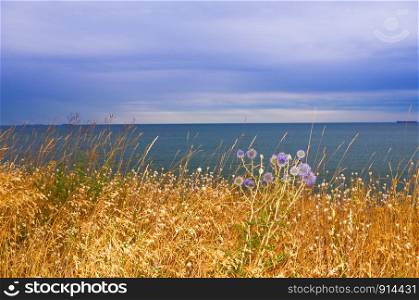 meadow grass growing on the seashore
