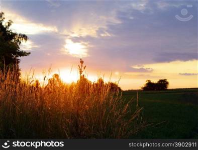 meadow grass on a sunset