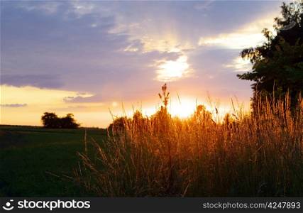meadow grass on a sunset