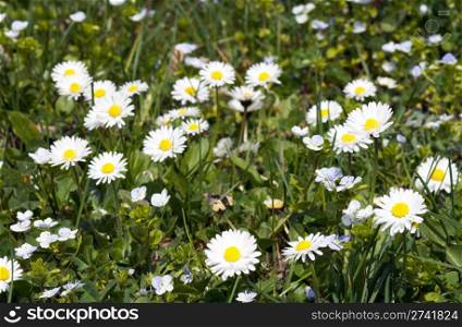Meadow grass surface with white daisy flowers.