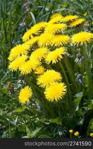 Meadow grass surface with yellow (dandelion) flowers