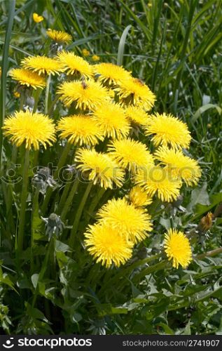 Meadow grass surface with yellow dandelion flowers