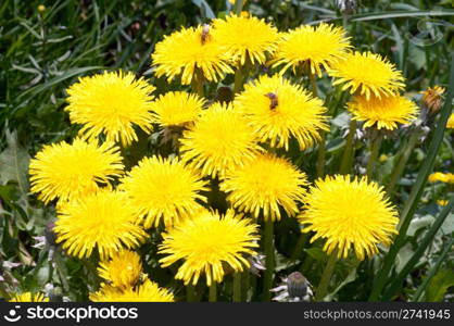 Meadow grass surface with yellow (dandelion) flowers