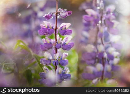 Meadow in Alaska