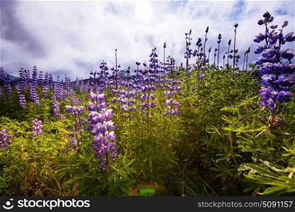 Meadow in Alaska