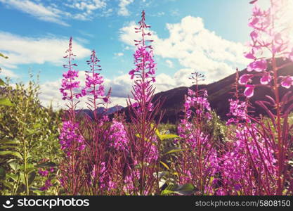 Meadow in Alaska