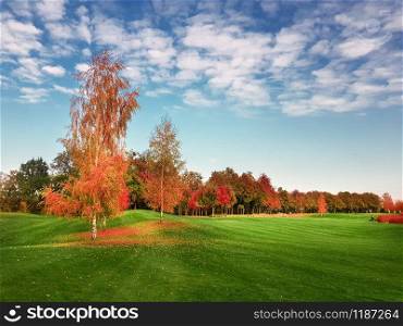 Meadow in autumn park, trees with colorful foliage, nobody. Golden forest, nature landscape in sunny day. Meadow in autumn park, landscape in sunny day