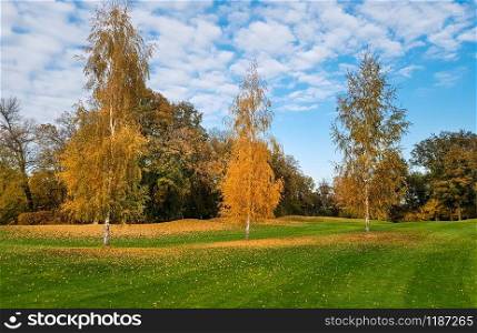 Meadow in autumn park, trees with colorful foliage, nobody. Yellow forest, nature landscape in sunny day