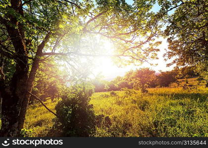 meadow in mountains