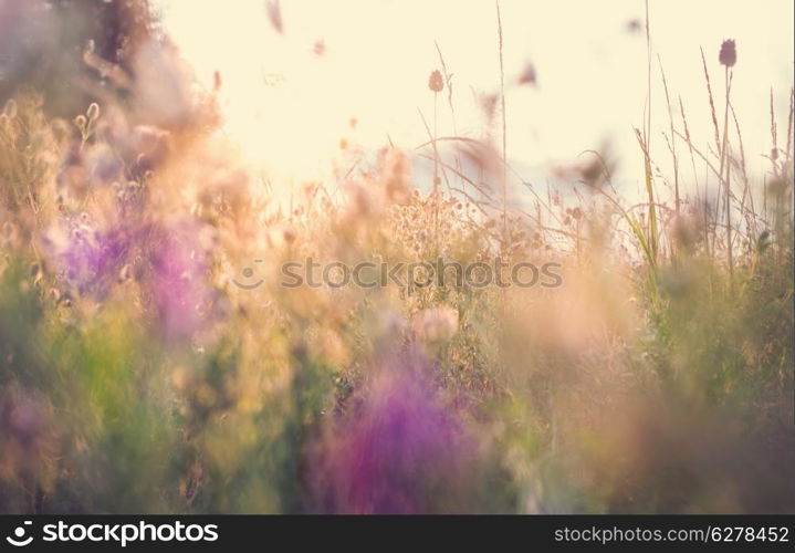 meadow in mountains