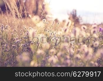 meadow in mountains
