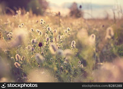 meadow in mountains