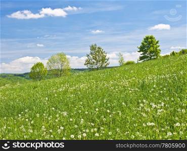 meadow in spring with a blue sky and clouds. meadow