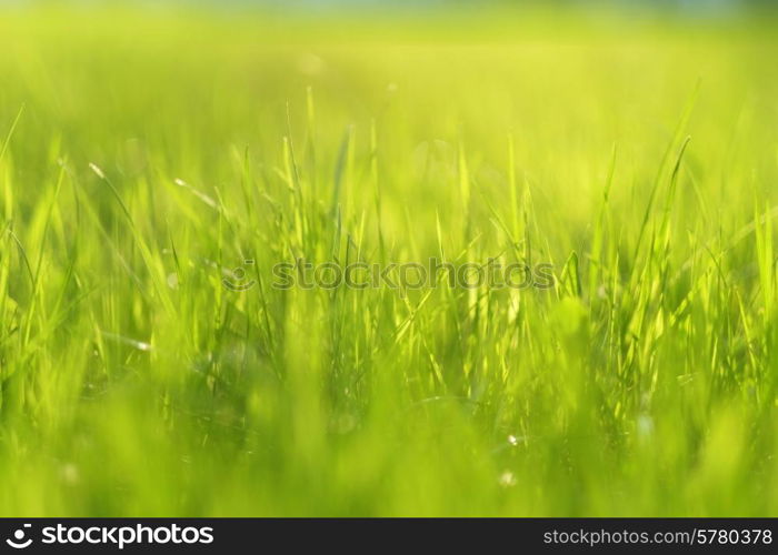 Meadow in sunlight. Shallow depth of field.