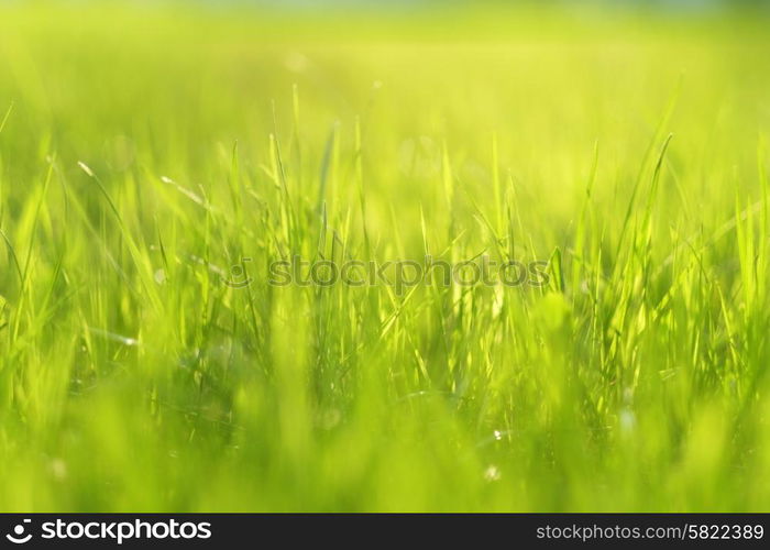 Meadow in sunlight. Shallow depth of field.