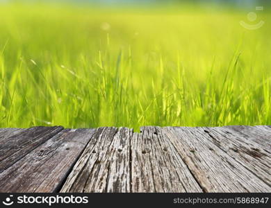 Meadow in sunlight. Shallow depth of field.