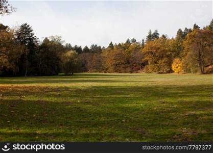 meadow in the autumn forest