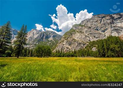 Meadow in Yosemite National Park Valley. California, USA.