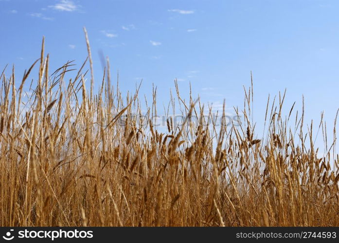 meadow landscape. summer nature backgrounds