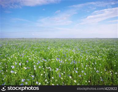 Meadow of buckwheat. Nature and agricultural composition.