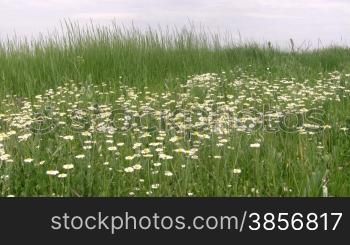 Meadow of camomiles