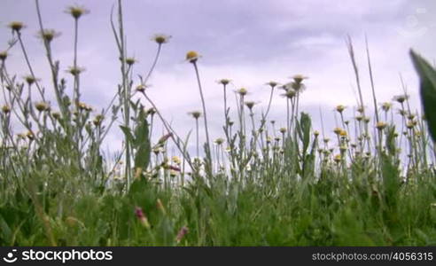 Meadow of camomiles