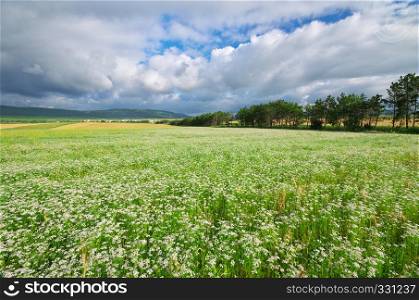 Meadow of coriander. Agricultural nature composition.