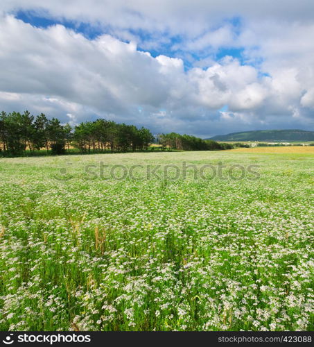 Meadow of coriander. Agricultural nature composition.