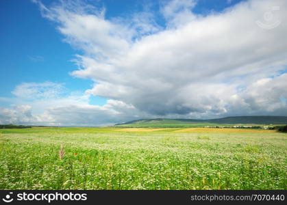 Meadow of coriander. Agricultural nature composition.