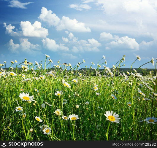 Meadow of daisy flower. Nature composition.