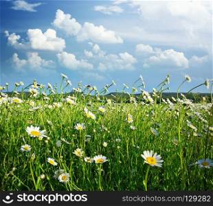 Meadow of daisy flower. Nature composition.