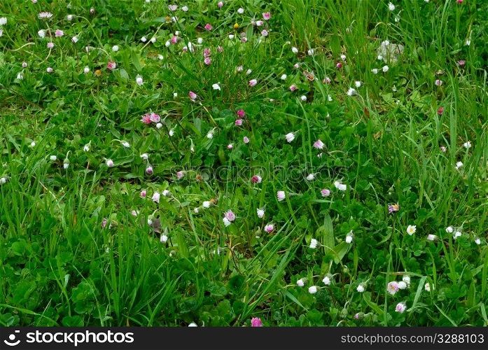 meadow of flower daisy. nature