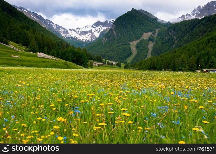 meadow of flowers in the Hautes Alpes in France