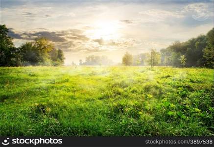 Meadow of green grass and trees at sunrise