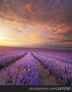 Meadow of lavender at morning light. Nature composition.